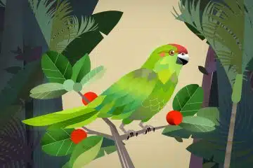 desenhar e animar animais